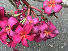 Plumeria Rubra Seeds for a bright addition to the Tropical Garden