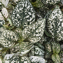 Hypoestes Splash Mix Seeds for indoor garden