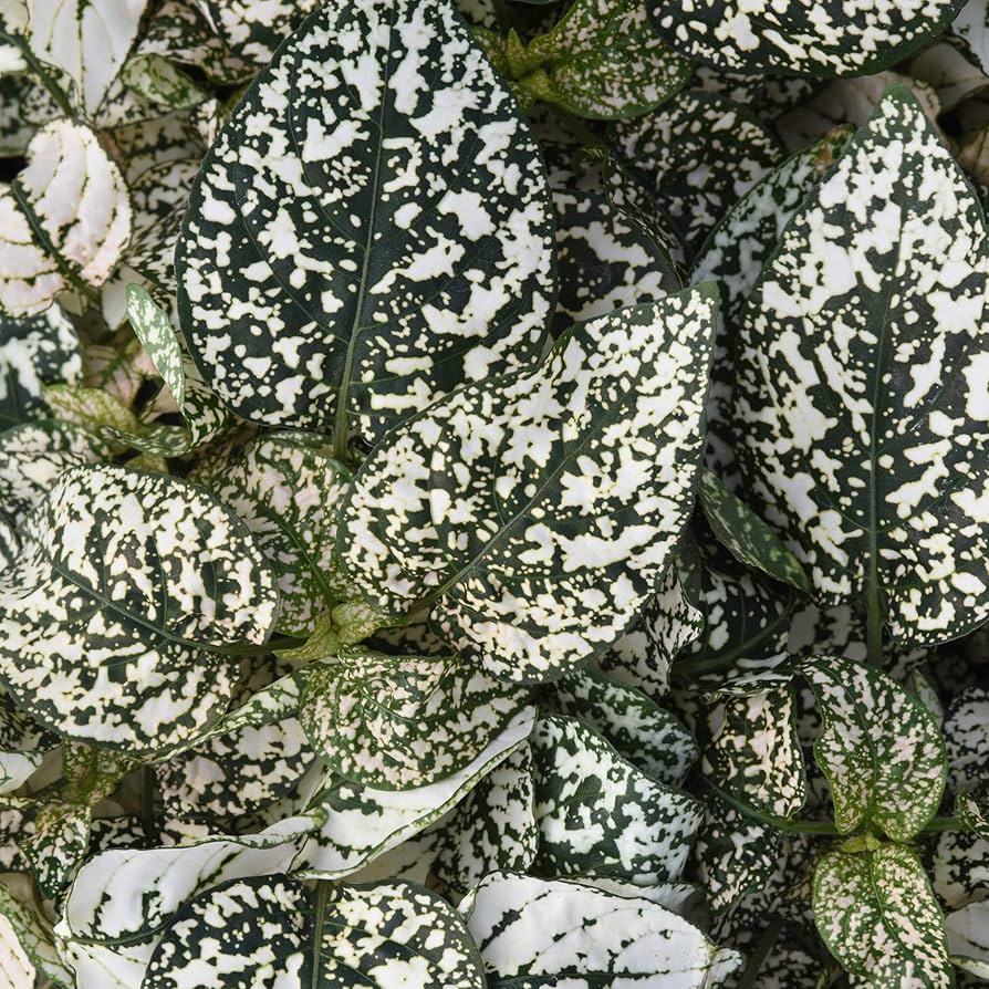 Hypoestes Splash Mix Seeds for indoor garden