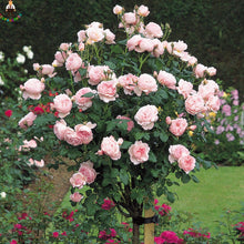 Rose Seeds (Rosa hybrida) valued for bonsai Style