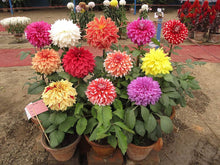 Dahlia decorative flower seeds