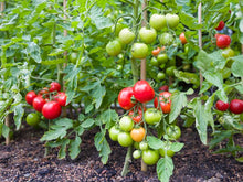 Caribe Heirloom Tomato Seeds (Solanum lycopersicum) prized among growers for tropical heirloom tomatoes with vibrant color and rich taste