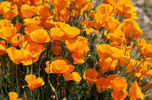 California Poppy Eschscholzia Californica flower Seeds for growers filling out the backyard gardening and flower beds