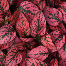 Hypoestes Select Splash Red Seeds valued for indoor or Outdoor Blooms