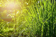Lemongrass Plant Seeds (Cymbopogon citratus) for growers filling out the Herb Vegetable Patch