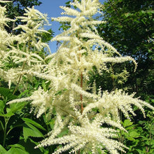 Aruncus Dioicus Seeds for seasonal color across the Garden