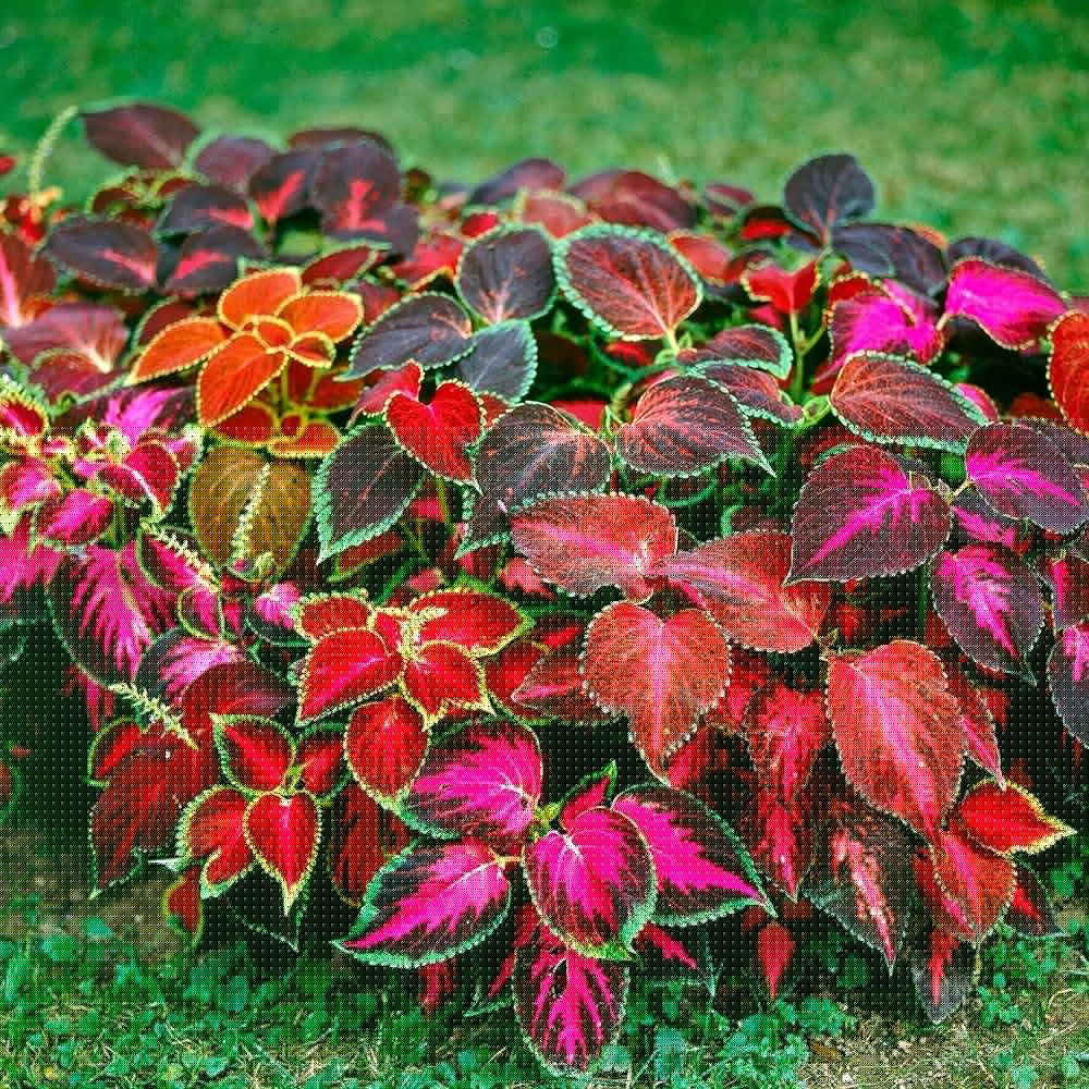 Coleus Plectranthus Scutellarioides Rainbow Herb Seeds for Planting – Great for Indoor Pots and Colorful Garden Edges