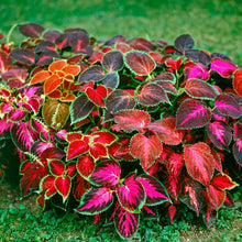 Coleus Rainbow Mix Seeds (Coleus blumei) for a lasting display in the indoor pots and shaded garden planting
