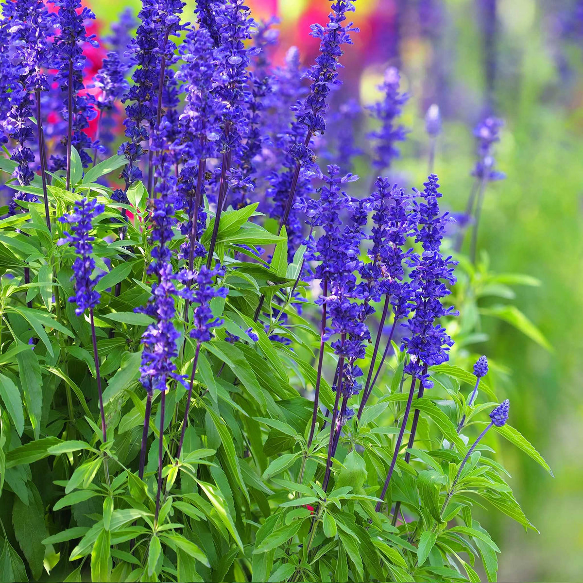 Blue Salvia ���������Blue Monday��������� flower seeds for garden color