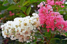 Crape Myrtle Seeds (Lagerstroemia indica) for a lasting addition to the vibrant backyard landscapes