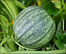 Dark Green Zucchini Squash Seeds for growers stocking a kitchen garden