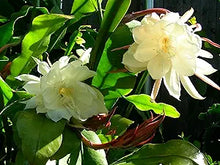 Cactus Epiphyllum Oxypetalum Orchid Cactus Flower Seeds for Planting – Ideal for Indoor Pots and Indoor Greenhouses