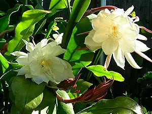 Cactus Epiphyllum Oxypetalum Orchid Cactus Flower Seeds for Planting – Ideal for Indoor Pots and Indoor Greenhouses
