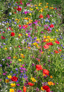 Seeker Mixed Annual Seeds for growers seeking a long-blooming display