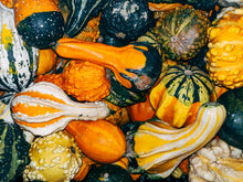 Cauldron Gourd Seeds (Cucurbita pepo) for growers stocking the decorative gardens and autumn displays