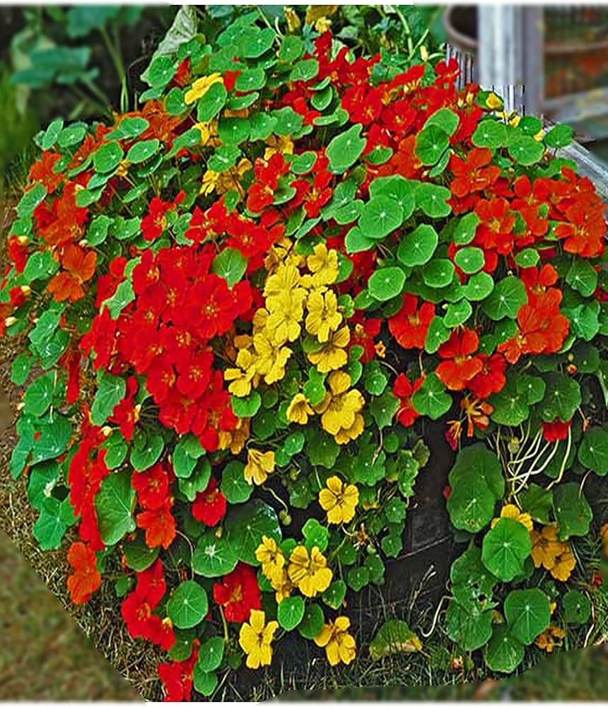 Azalea Rainbow Rhododendron Japanese Cherry-Like Flower - for planting in home garden