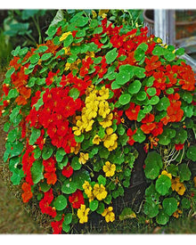 Light Yellow Nasturtium Seeds grown for gardening