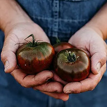 Black (Tomato ‘Krim’) for planting in garden