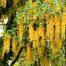 Wisteria Seeds (Wisteria spp.) for colorful blooms in the Flower Bed & Urban Garden