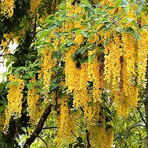 Wisteria Wisteria Sinensis Flower Seeds for Planting – Purple, Yellow, White Varieties for Bonsai and Outdoor Landscaping