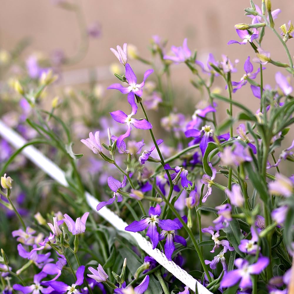 Evening Scent Stock Matthiola incana for planting in flower bed