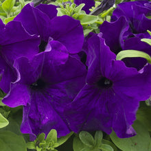 Petunia Petunia Hybrida flower Seeds for growers filling out the indoor pots and vertical garden spaces