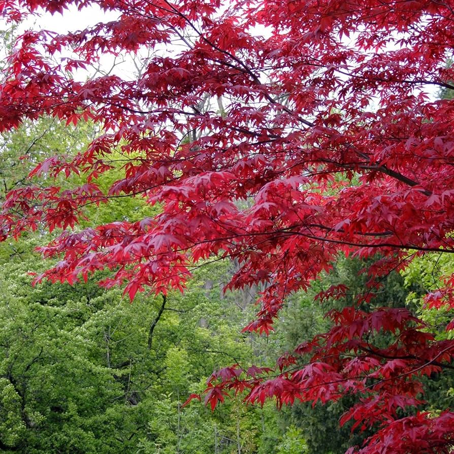 Mini Chinese Redwood Tree ��������� Cryptomeria japonica ��������� for planting in blue garden