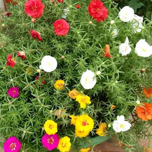 Black Portulaca Grandiflora Seeds for reliable seasonal color