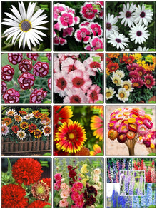 Mixed Color Potted Plants Home Garden Plants for gardeners building out beds and borders