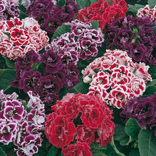 Gloxinia Seeds (Sinningia speciosa) for colorful blooms in the Indoor Garden
