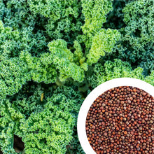 Kale Seeds (Brassica oleracea) for a reliable harvest in the vegetable patches and home gardens