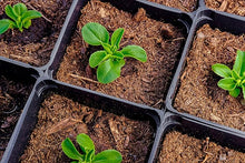 Euro Lettuce Lactuca Sativa Seeds for a reliable harvest in the Vegetable Patch