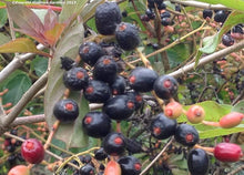 Hamelia Patens Firebush Exotic Orange Seeds for growers wanting a homegrown harvest