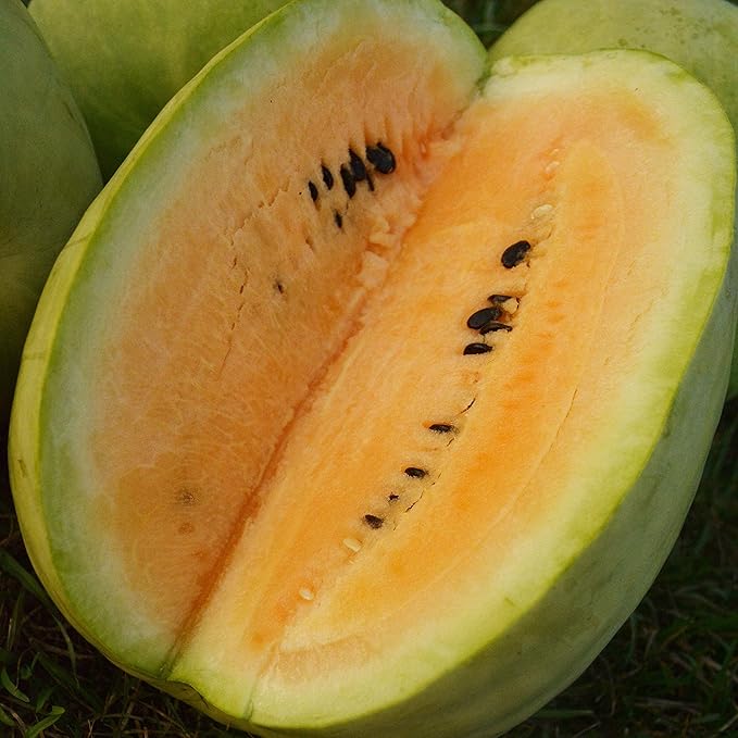 Yellow (Watermelon Citrullus lanatus fruit) for planting in garden