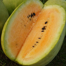Yellow (Watermelon Citrullus lanatus fruit) for planting in garden