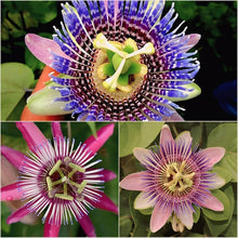 Passionflower Seeds (Incarnata trellis) for a bright addition to the Passiflora garden pollinator space