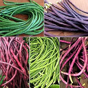 Yardlong (Bean Vigna unguiculata subsp. sesquipedalis vegetable) for planting in garden
