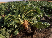 Beet Beta Vulgaris Ruby Queen Seeds for growers stocking the Canning, Pickling, and Raised Garden Beds