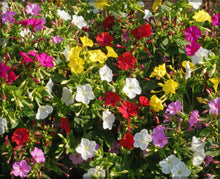 Fleabane Daisy Erigeron Speciosus Seeds for colorful blooms in the Wildflower Cottage Garden Beds