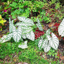 Caladium Bicolor Plant Seeds (Caladium bicolor) for a bright addition to the Flower Bed