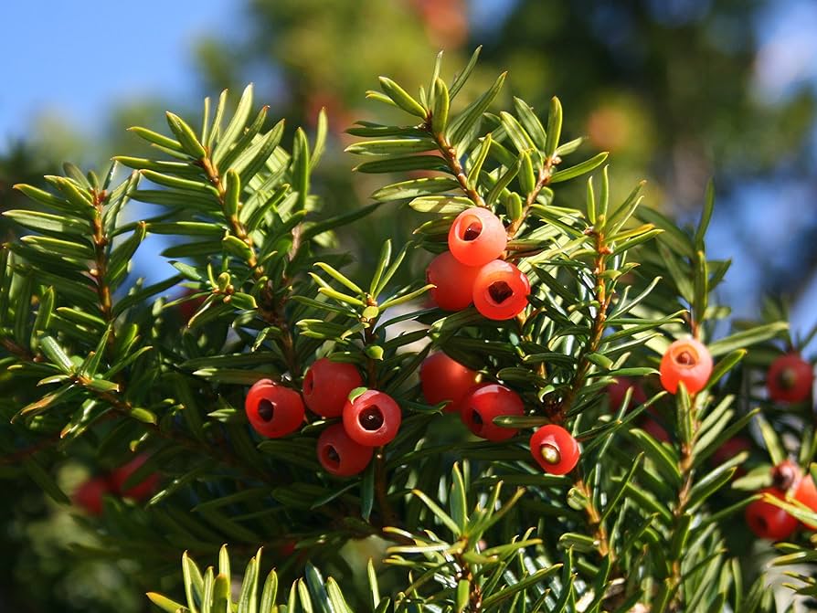 Japanese Yew Tree ��������� Taxus cuspidata ��������� for evergreen garden