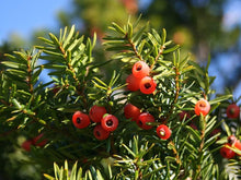 Japanese Yew Tree ��������� Taxus cuspidata ��������� for evergreen garden