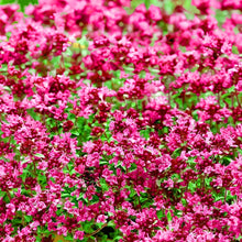 Red Creeping Thyme Plants for cooks growing their own fresh herbs