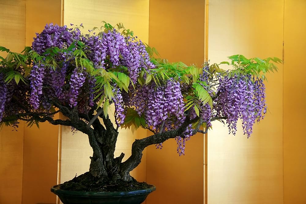 Wisteria Flower Seeds