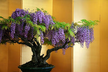 Wisteria Flower Seeds