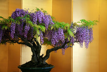 Chinese Blue Wisteria Bonsai Seeds for long-term planting in the yard
