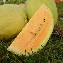 Yellow Watermelon Seeds (Citrullus lanatus) for growers stocking the home garden plots