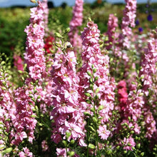 Gypsophila Paniculata Starry Flower - for planting in home garden