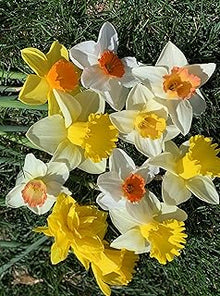 Daffodil Narcissus Pseudonarcissus Mixed Seeds known for spring Outdoor Landscaping