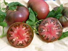 Plant Seeds (Italian zucchini) for a fresh homegrown crop from the kitchen garden or outdoor beds